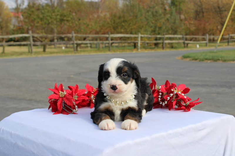 puppy, for, sale, Mini Bernedoodle F2, Matthew B. Stoltzfus, dog, breeder, Gap, PA, dog-breeder, puppy-for-sale, forsale, nearby, find, puppyfind, locator, puppylocator, aca